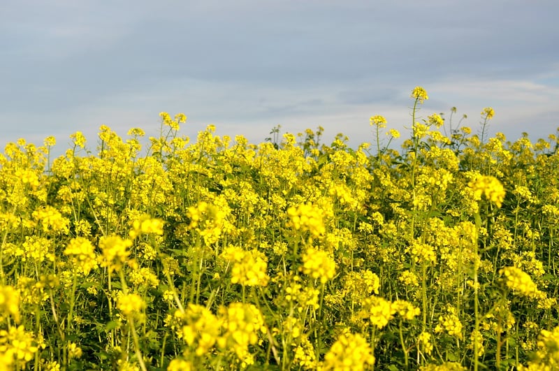 Mustard Seeds